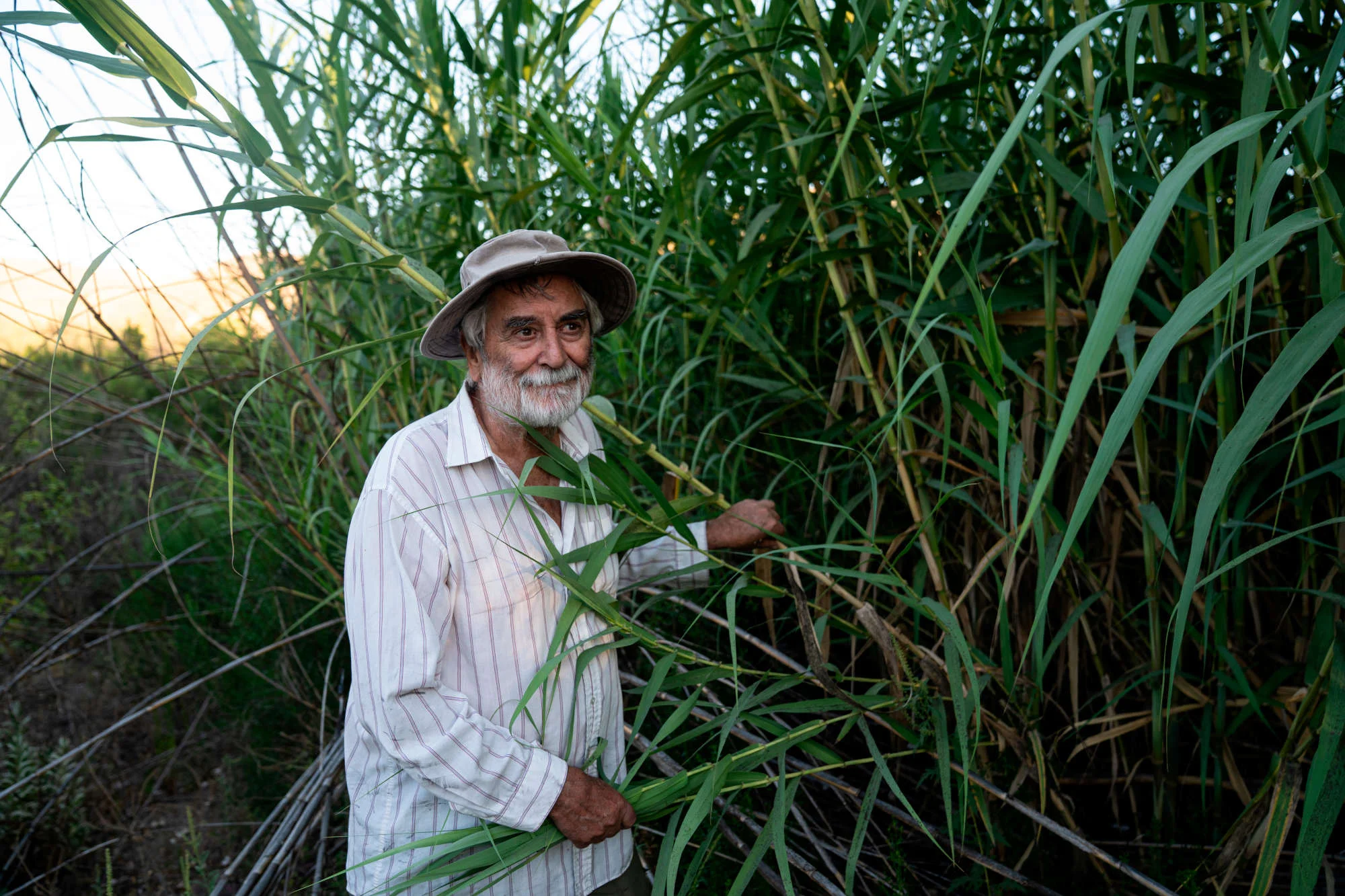 An elderly man stands in the middle of a dense pack of grass. 