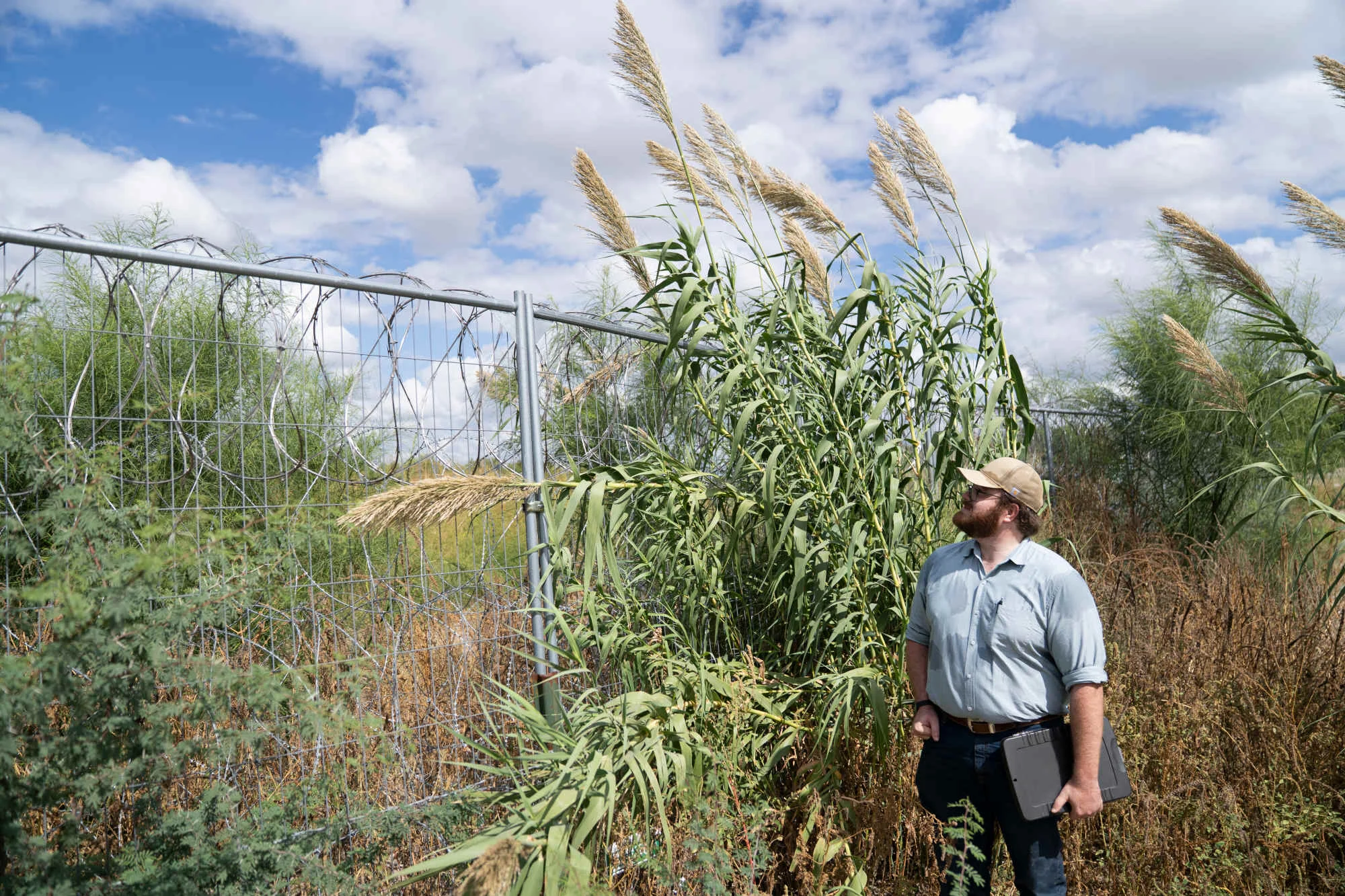 Stuck in the Weeds: The Invasive Plant That Thrives on Bureaucracy