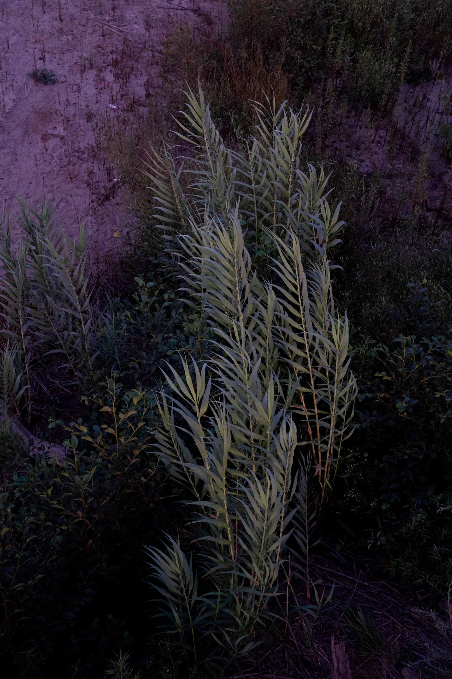 Purple-grey stalks of grass in a field. 