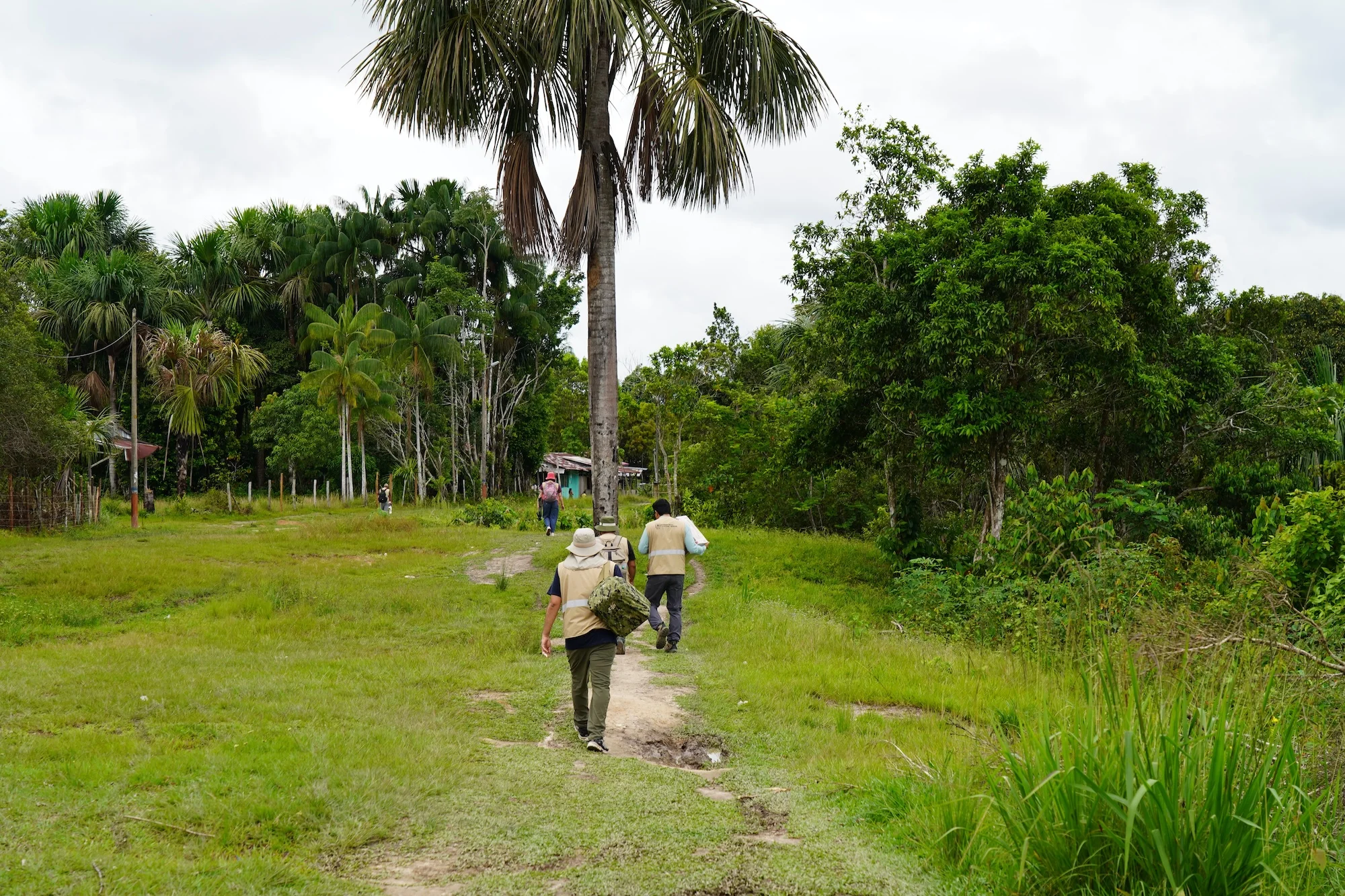 A group of people in khaki vests walk a narrow path toward jungle foliage