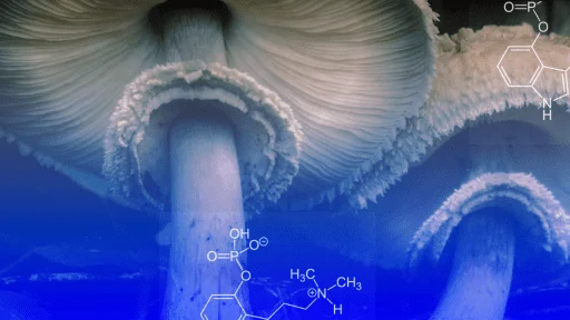 Close-up view of mushroom gills with overlaid chemical structure diagrams, including molecular formulas and lines, set against a blue-tinted background.
